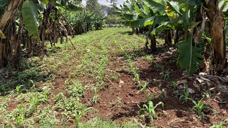 Young maize planted between banana stands on red soil