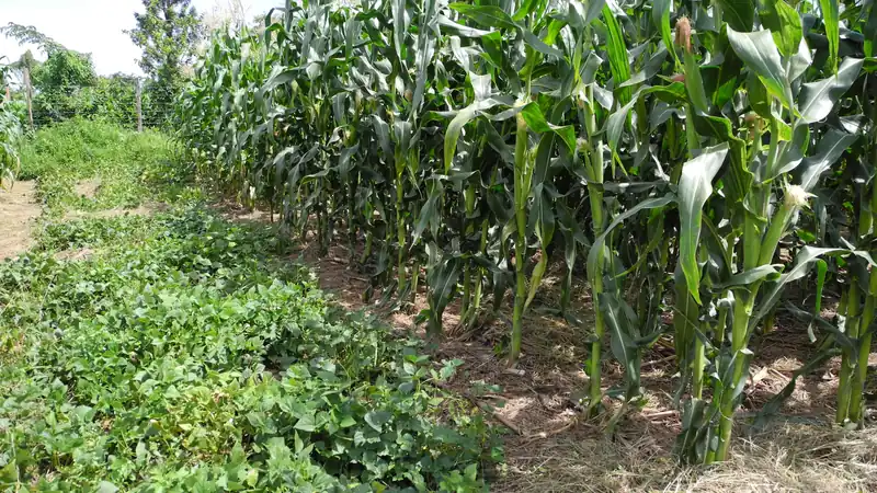 Maize intercropped with beans in neat rows on a Kenyan smallholding