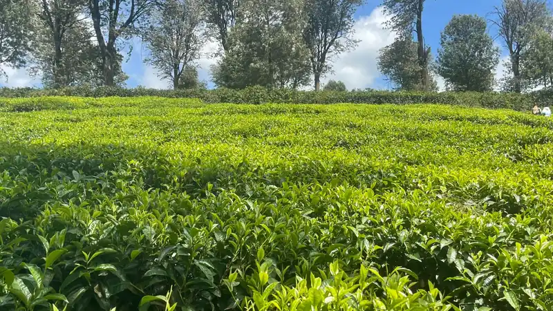 A wide tea plantation edged with trees in Kiambu County