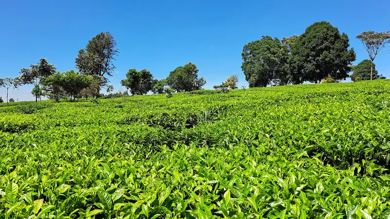 Tea rows running over a hillside under an open sky in Kenya